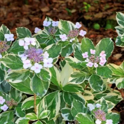 variegata-4-356414