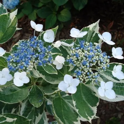 variegata-5-356414