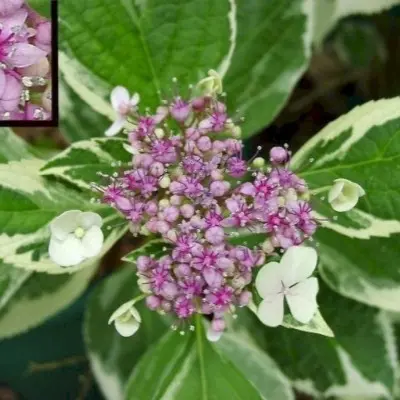 variegata-6-356414