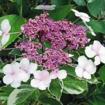 variegata-main-356414
