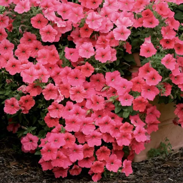 velvet-salmon-2-345784