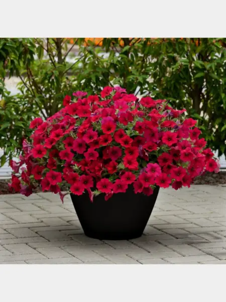 veyv-karmin-velyur-1-346285
