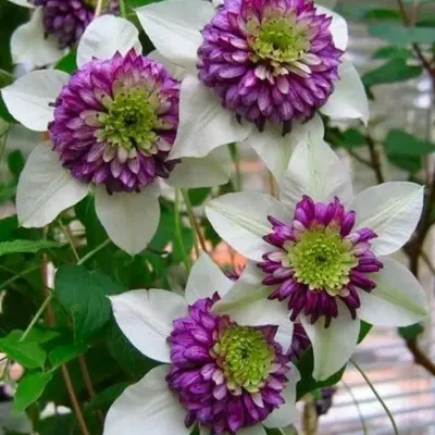 vienetta-main-352423