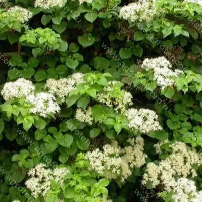 vinter-syurprayz-5-356265