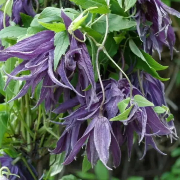 violet-syurprayz-2-352699