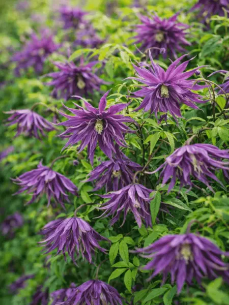 violet-syurprayz-3-352699