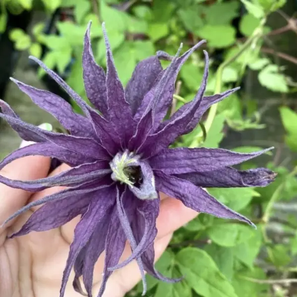 violet-syurprayz-4-352699