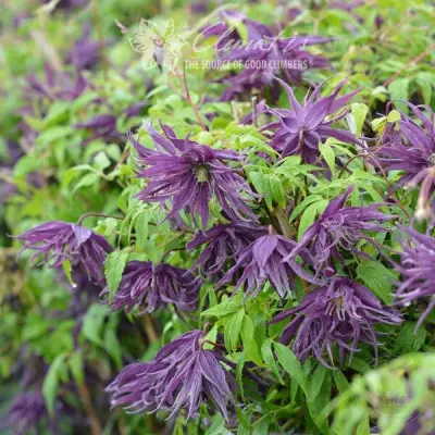 violet-syurprayz-7-352699