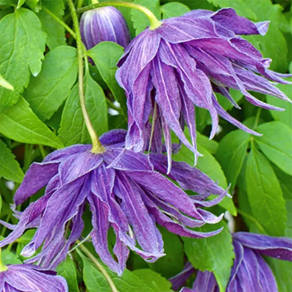 violet-syurprayz-main-352699