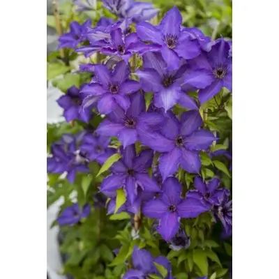 viva-la-vida-2-350607