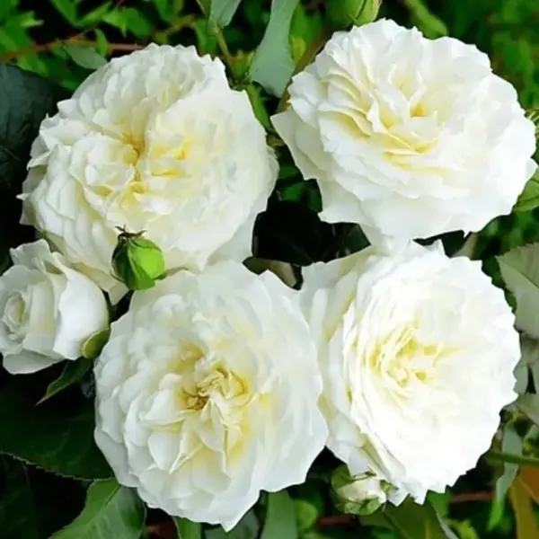 alabaster-1-379648
