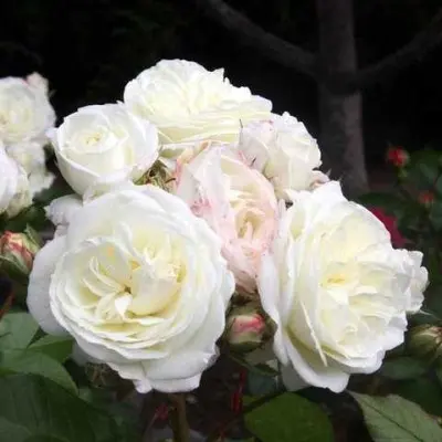alabaster-3-379648