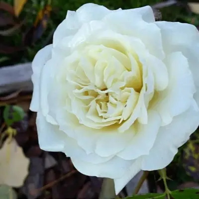 alabaster-5-379648