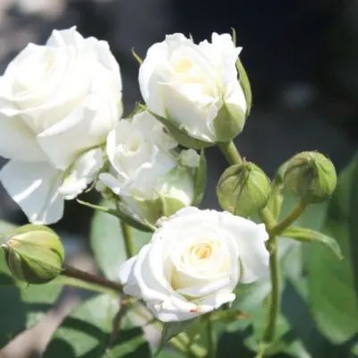 alabaster-6-379648