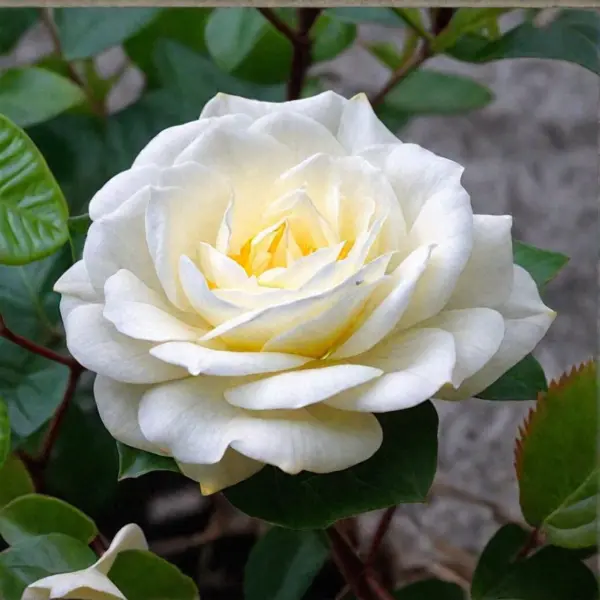 alabaster-main-379648