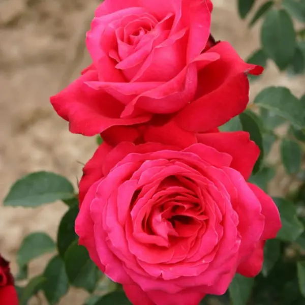 aleks-red-1-386612