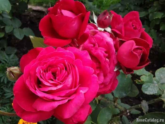 aleks-red-3-386612