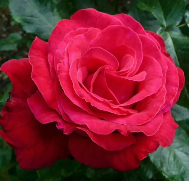 aleks-red-4-386612