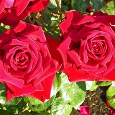 aleks-red-6-386612