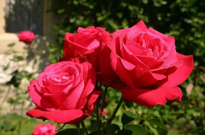 aleks-red-main-386612