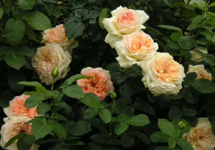 alfons-dode-4-390312