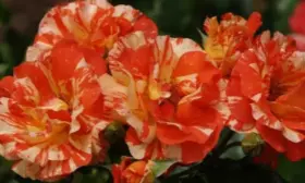 alfred-sisley-8-396650