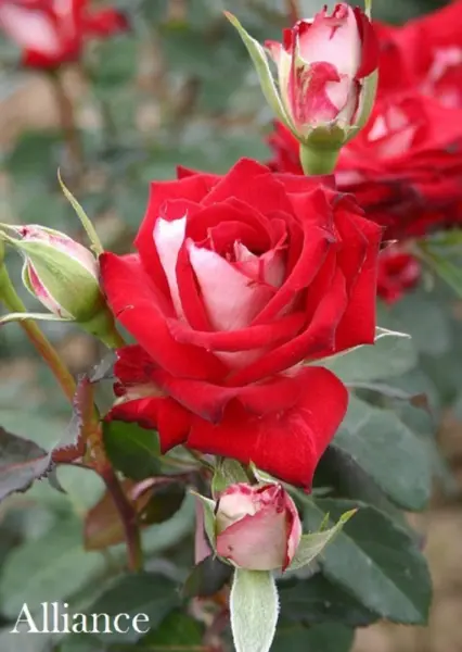 alyans-3-391432