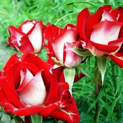 alyans-5-391432