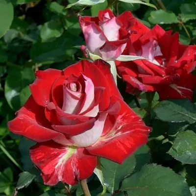 alyans-7-391432