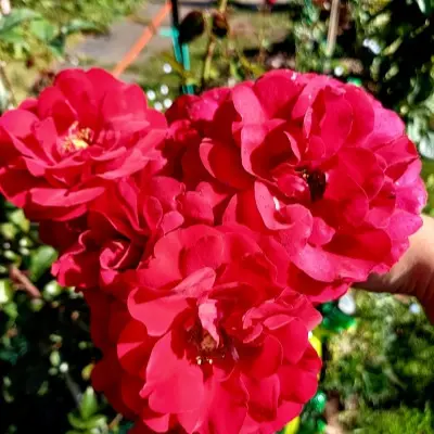 amadeus-3-379451