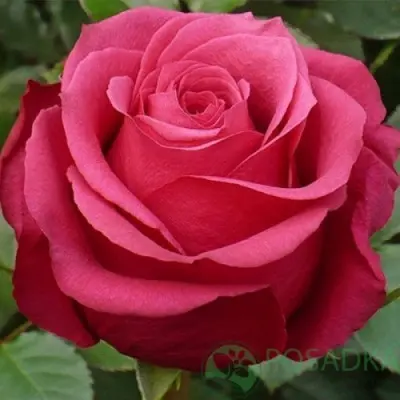 amaliya-3-383896