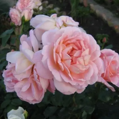 amaretto-6-377264