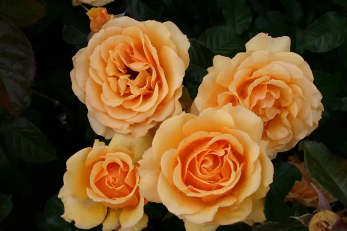 amber-kuin-3-373977