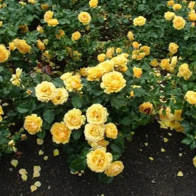 amber-kuin-5-373977