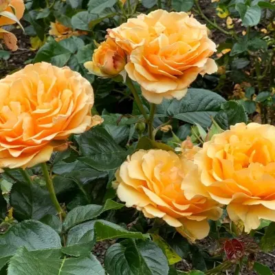 amber-kuin-6-373977