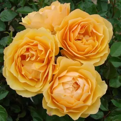 amber-kuin-main-373977