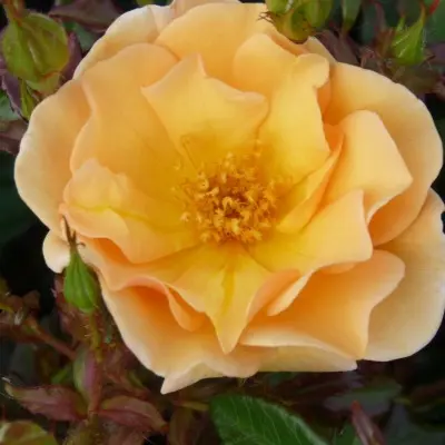 amber-san-6-394650