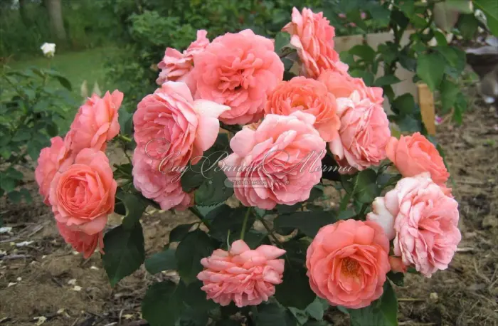 ameliya-renessans-2-393459