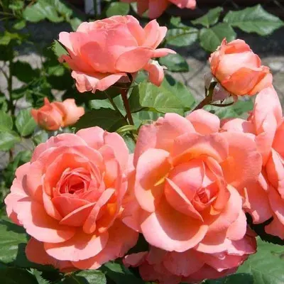 ameliya-renessans-5-393459