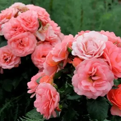 ameliya-renessans-7-393459