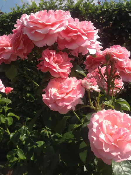 amsterdam-pink-3-377225