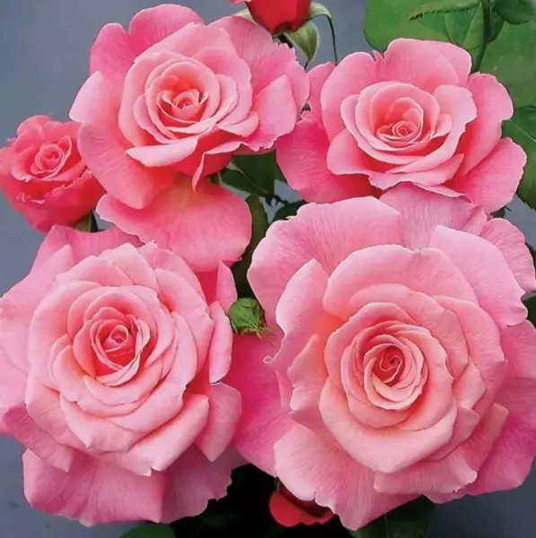 amsterdam-pink-4-377225