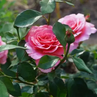 amsterdam-pink-6-377225