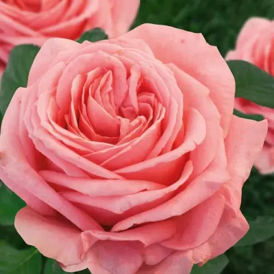 amsterdam-pink-7-377225