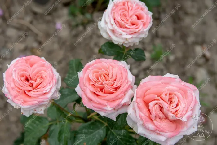 amsterdam-pink-main-377225