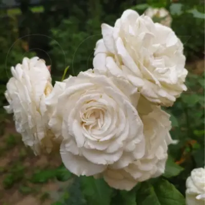 annapurna-3-388931