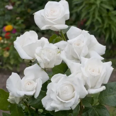 annapurna-5-388931