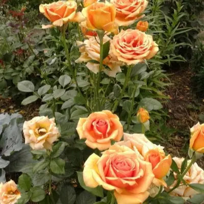 ashram-3-394476