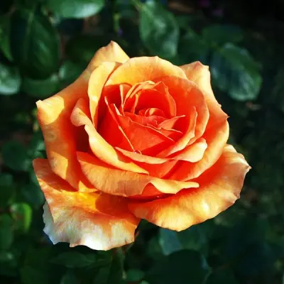 ashram-6-394476