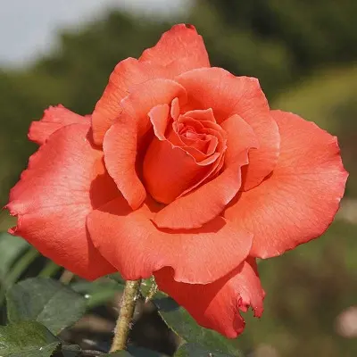 ave-mariya-4-390250